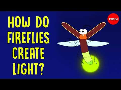How do fireflies create light? - Emily A. Geest